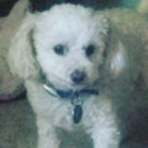 Meet your Posher, Sweet